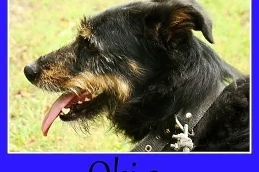 Terrier mix. Wesoły piesek Oki 2 -adopcja,  śląski