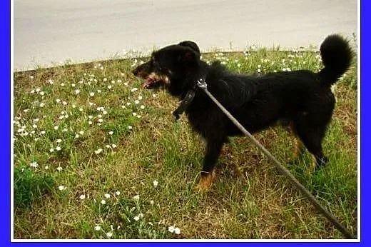 Terrier mix. Wesoły piesek Oki 2 -adopcja,  śląski