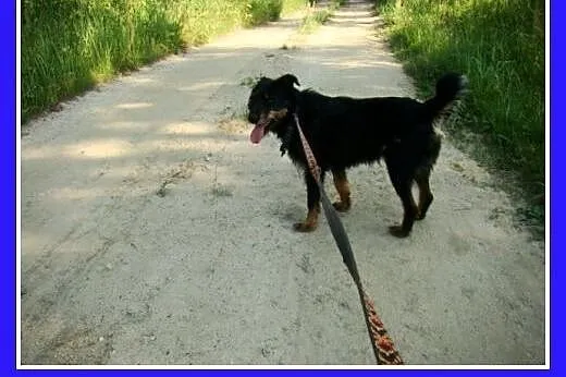 Terrier mix. Wesoły piesek Oki 2 -adopcja,  śląski