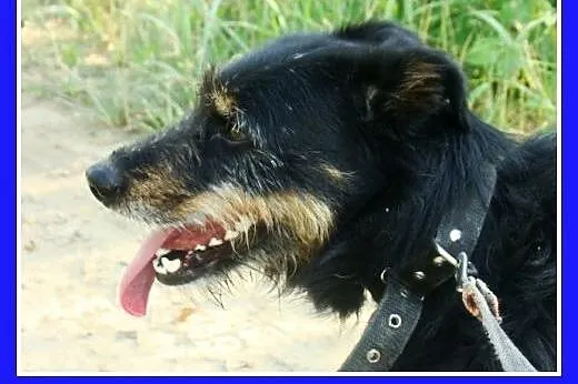 Terrier mix. Wesoły piesek Oki 2 -adopcja,  śląski