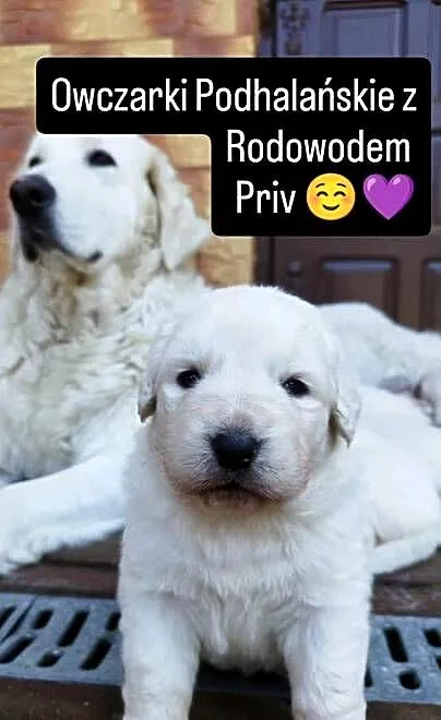Owczarek podhalański, Podkarpackie, Nisko
