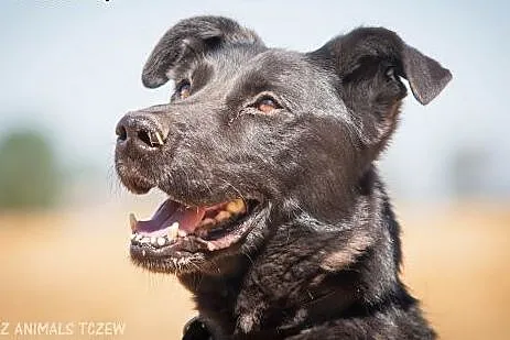 OTOZ Animals - Goblin - kochany większy psiak gaśnie w samotności... ,  pomorskie Tczew