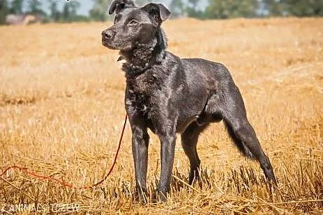 OTOZ Animals - Goblin - kochany większy psiak gaśn