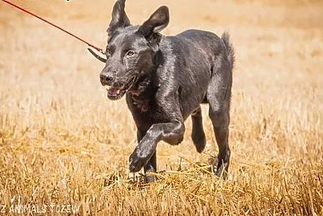OTOZ Animals - Goblin - kochany większy psiak gaśn