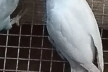 nierozłaczki fiszera-biała,rzadko spotykana mutacja, Podkarpackie, Przeworsk