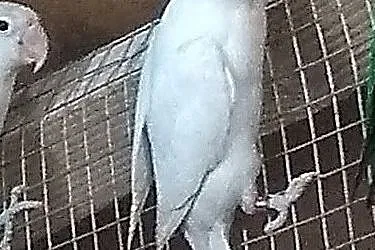 nierozłaczki fiszera-biała,rzadko spotykana mutacja, Podkarpackie, Przeworsk