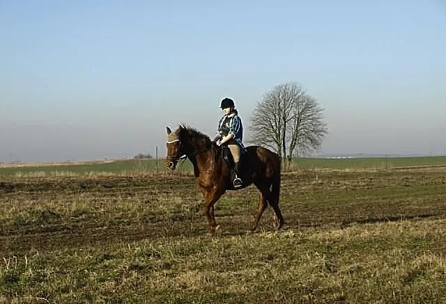 Wydzierżawię konia/ pomogę