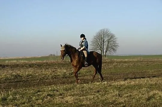 Wydzierżawię konia/ pomogę
