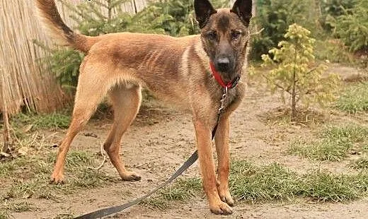 Kwarc - owczarek malinois, mazowieckie Nowy Dwór