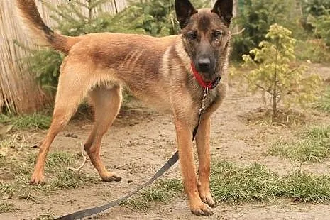 Kwarc - owczarek malinois,  mazowieckie Nowy Dwór 