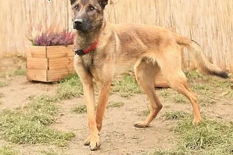 Kwarc - owczarek malinois,  mazowieckie Nowy Dwór 