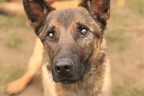 Kwarc - owczarek malinois,  mazowieckie Nowy Dwór 