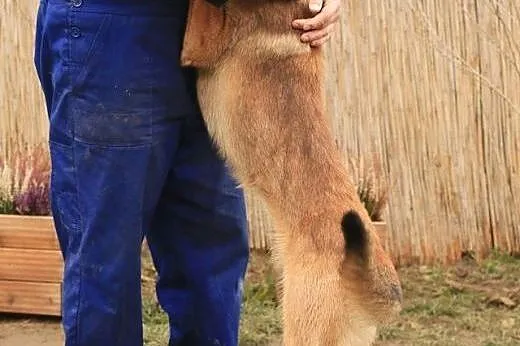 Kwarc - owczarek malinois,  mazowieckie Nowy Dwór 