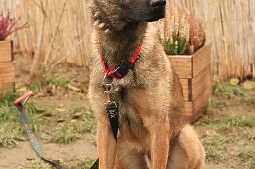 Kwarc - owczarek malinois,  mazowieckie Nowy Dwór 