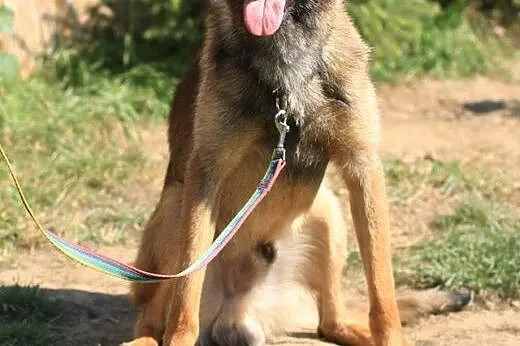 Kwarc - owczarek malinois,  mazowieckie Nowy Dwór 
