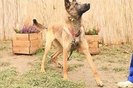 Kwarc - owczarek malinois,  mazowieckie Nowy Dwór 