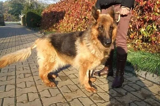 Błagamy o Dom dla umierającej Karinki! (schronisko