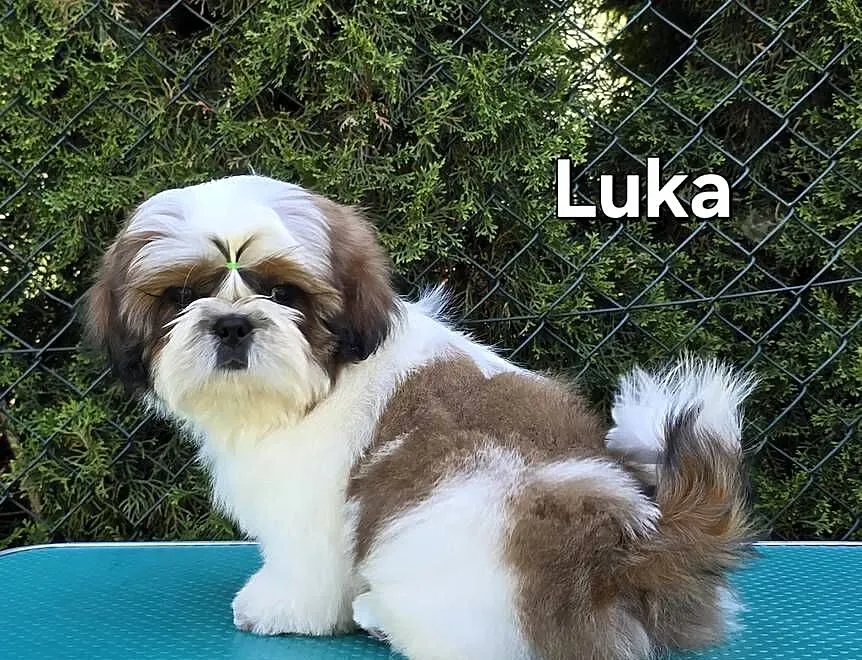 Szczenięta Shih tzu ZKWP, Śląskie, Myszków