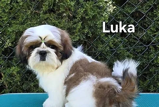 Szczenięta Shih tzu ZKWP, Śląskie, Myszków
