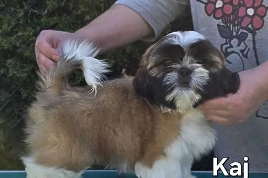 Szczenięta Shih tzu ZKWP, Śląskie, Myszków
