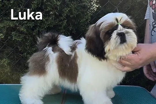 Szczenięta Shih tzu ZKWP, Śląskie, Myszków
