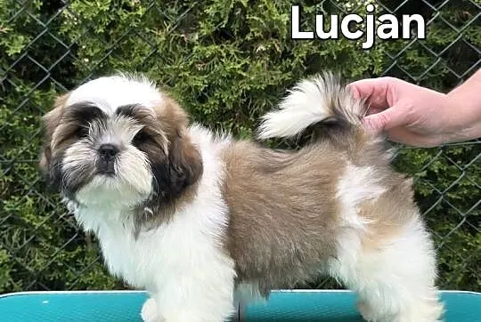 Szczenięta Shih tzu ZKWP, Śląskie, Myszków