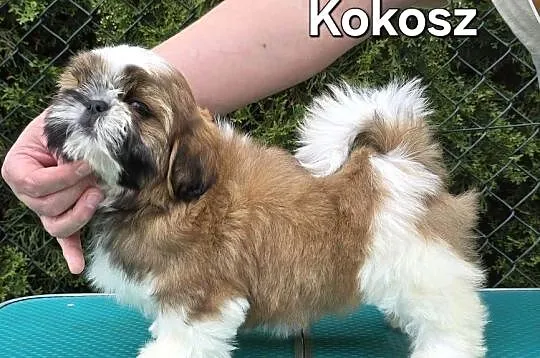 Szczenięta Shih tzu ZKWP, Śląskie, Myszków