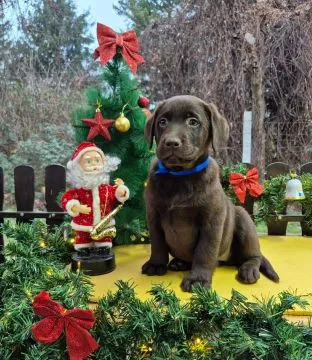 Czekoladowy labrador retriever Szczeniaki na sprzedaż, Mazowieckie, Warszawa
