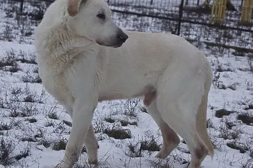 Biały, fantastyczny pies szuka domu