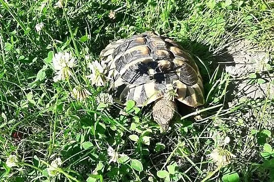 Żółw grecki  5 lat