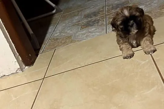 Piesek shih tzu
