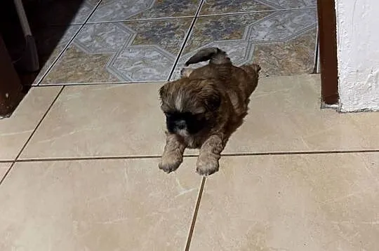 Piesek shih tzu, Mazowieckie, Lekowo