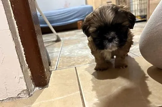 Piesek shih tzu, Mazowieckie, Lekowo
