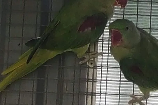 Papugi, Niepołomice