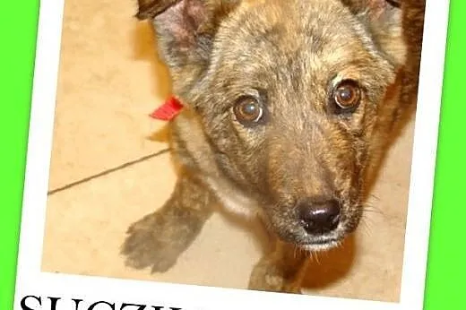 3 mies. szczeniak,suczka PRĘGULA większa docelowo,szczepiona.Adopcja,  mazowieckie Warszawa