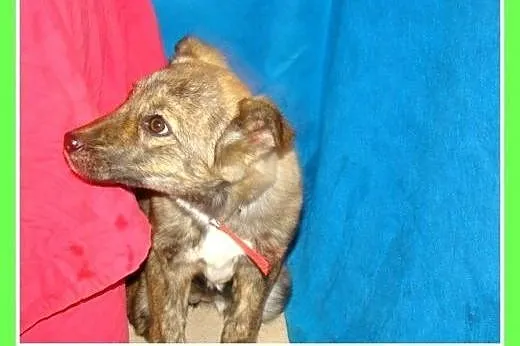 3 mies. szczeniak,suczka PRĘGULA większa docelowo,
