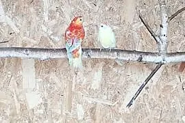 Papugi świergotki para, Boruja Kościelna