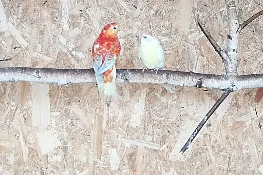 Papugi świergotki para, Boruja Kościelna