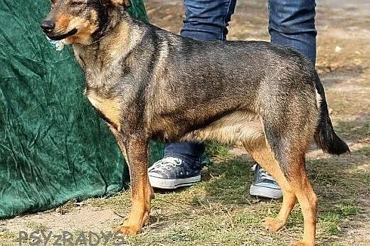 TYKWA urocza, młodziutka sunia- pokaż jej świat,  