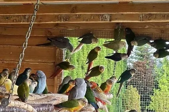 Sprzedam papugi, Wielkopolskie, Konin