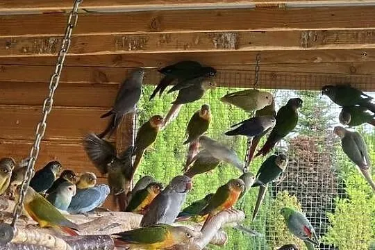 Sprzedam papugi, Wielkopolskie, Konin