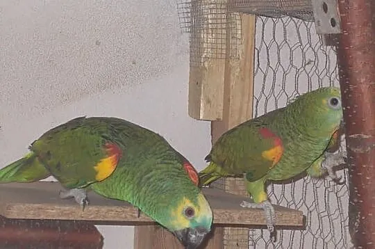Amazona aestiva amazonki niebieskoczelne lęgowa para