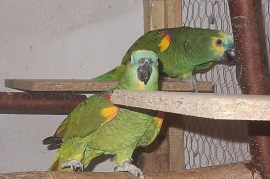 Amazona aestiva amazonki niebieskoczelne lęgowa pa