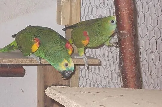 Amazona aestiva amazonki niebieskoczelne lęgowa pa