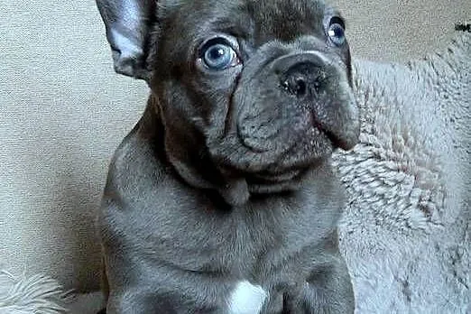 Buldog francuski dziewczynka