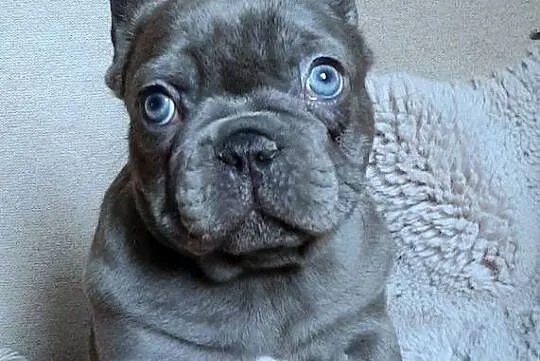 Buldog francuski dziewczynka, Łódzkie, Pabianice