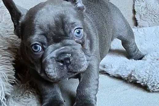Buldog francuski dziewczynka, Łódzkie, Pabianice