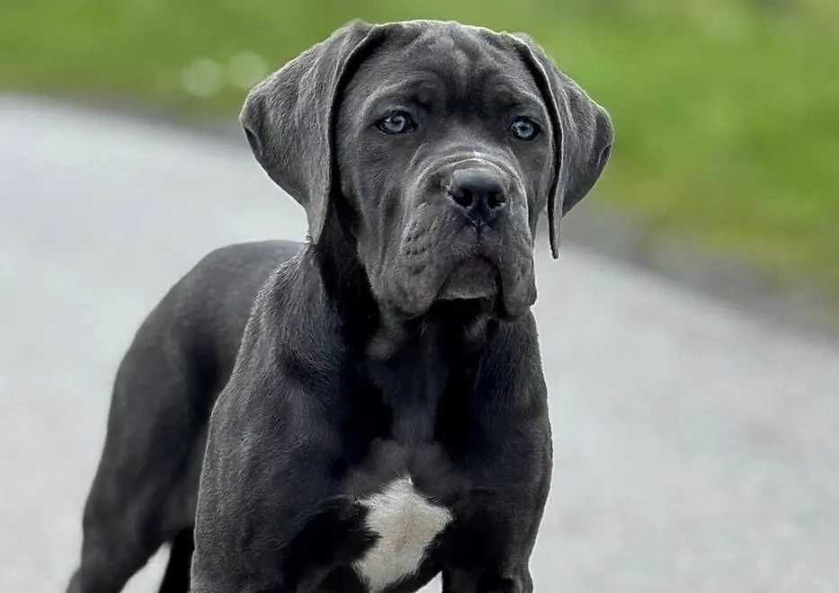 Cane Corso - szara suczka ZKwP/FCI, Śląskie, Częstochowa