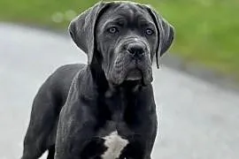 Cane Corso - szara suczka ZKwP/FCI