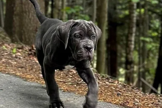 Cane Corso - szara suczka ZKwP/FCI, Śląskie, Częstochowa